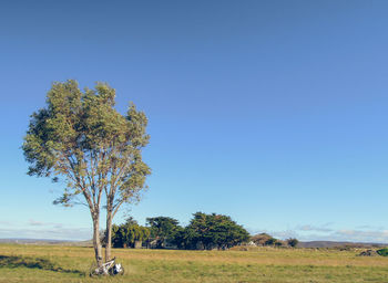 Trees on field against clear blue sky