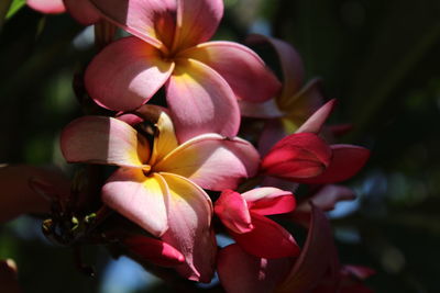 Close-up of pink flowers