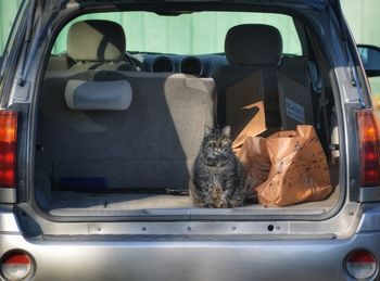 Cat in car