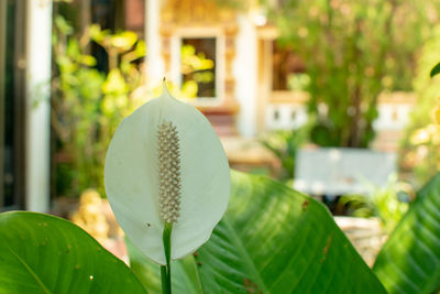 Close-up of lily in garden