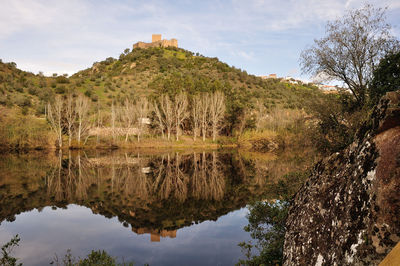 Reflection of trees in water