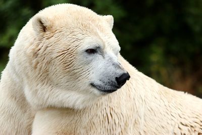 Close-up of polar bear looking away