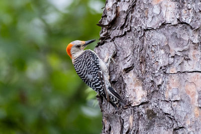 Close-up of bird perching on tree