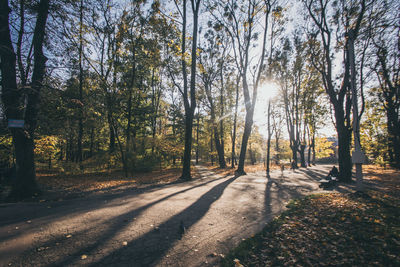 Trees in forest during autumn