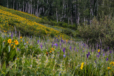 Purple flowers growing in field