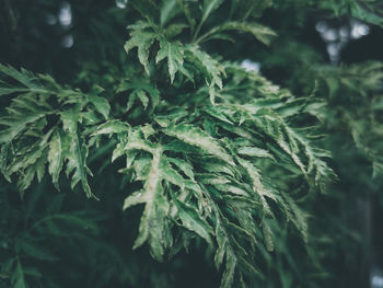 Close-up of fresh green plant