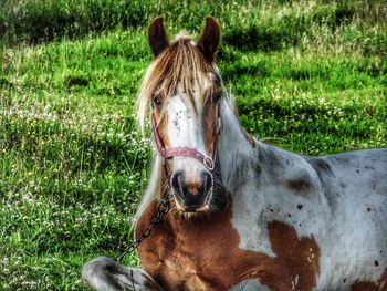 Horse on field