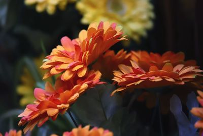 Close-up of orange flowering plant