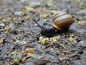 Close-up of snail on land