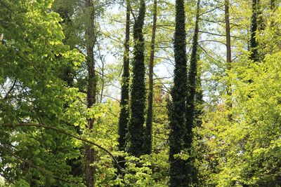 View of trees in forest