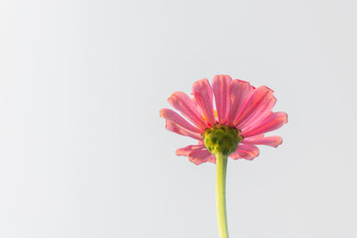 Close-up of pink flower against white background