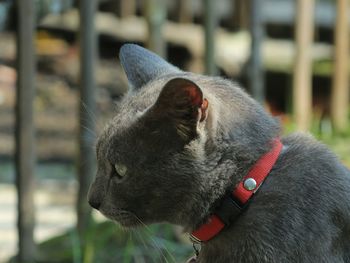 Close-up of cat