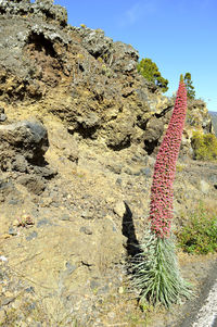 Cactus plant growing on rock against sky