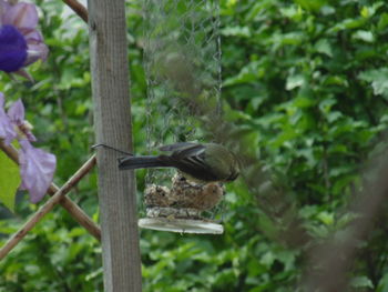 Close-up of bird flying in a forest