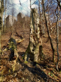 View of bare tree in forest