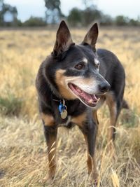 Close-up of dog looking away on field