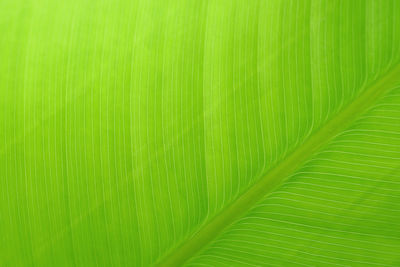 Close-up banana green leaf texture