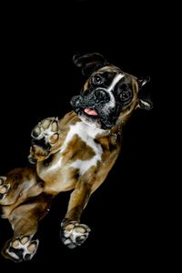 Portrait of dog against black background