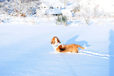 Dog on snow covered field