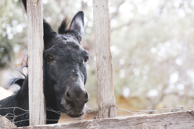 Portrait of a horse in pen