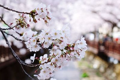 Close-up of cherry blossoms in spring