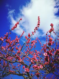 Low angle view of flowers against sky