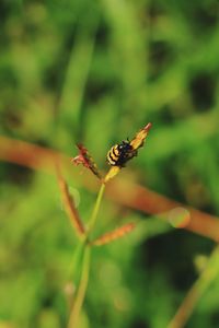 Close-up of insect on plant