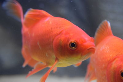 Close-up of fish swimming in aquarium