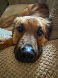 Close-up portrait of dog resting on bed