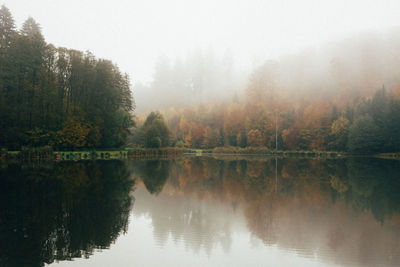 Scenic view of lake in forest
