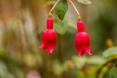 Close-up of red flowers growing in park