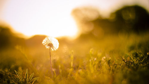 Dandelion on field during sunset
