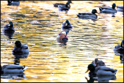 View of ducks swimming in lake