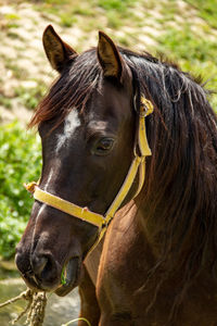 Close-up portrait of horse