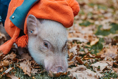 Portrait of pig on field