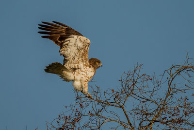 Low angle view of eagle flying against clear blue sky