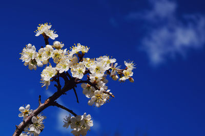 Low angle view of cherry blossoms against blue sky