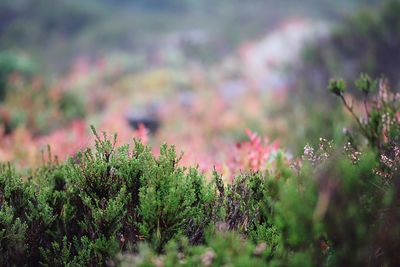Close-up of pink flowering plants on field