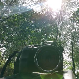 View of camera and trees in forest