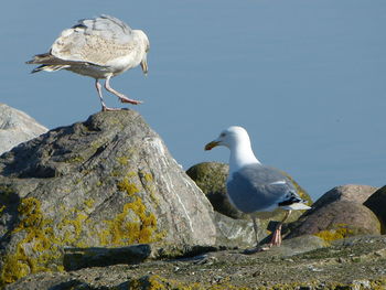Seagulls perching on rock by water
