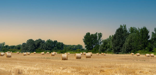 Hay bales on field against clear sky