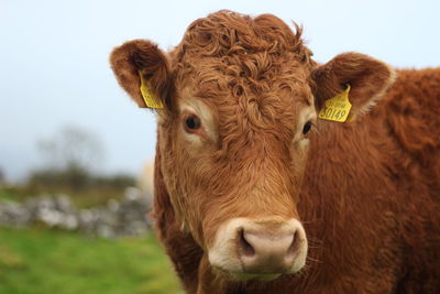 Cow standing in a field