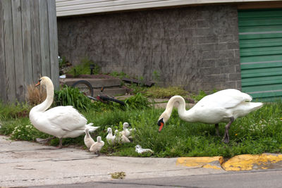 Swans in a water