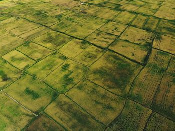 Full frame shot of agricultural field