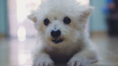 Close-up portrait of a dog