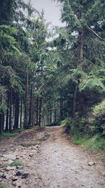 Dirt road passing through forest