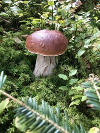 Close-up of mushroom growing on field