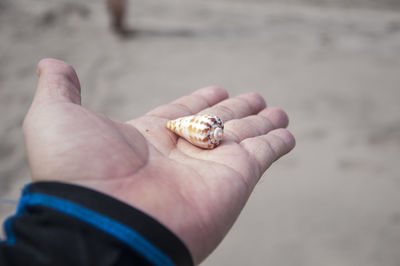 Close-up of hand holding lizard on beach