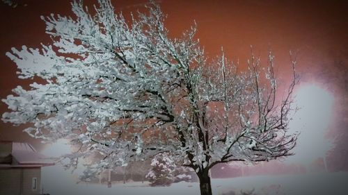 Low angle view of bare trees against sky