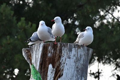 White birds perching on wooden post